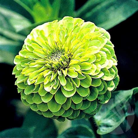 Gvaizdūnė puikioji Zinnia Elegans dahliaeflora Envy sėklos 40 vnt