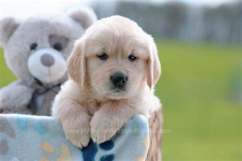 Becky My Golden Retriever Puppies