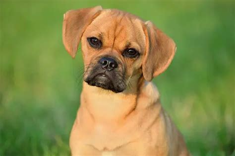 Puggle Rescue | Local Puppy Breeders