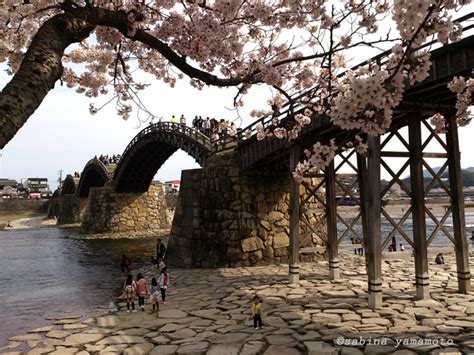 Cherry blossom at Kintai Bridge - Tokyo Room Finder Blog