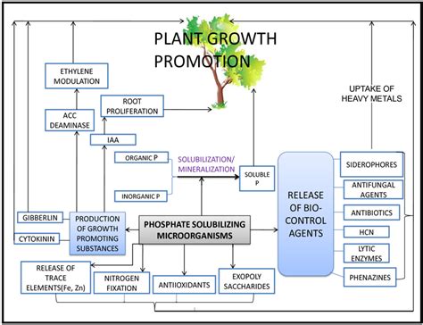 Possible Mechanisms Involved In Plant Growth Promotion By Psm