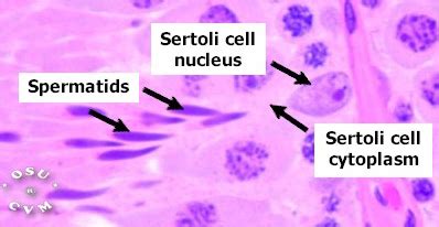 Testes Histology Testis Rat Labels Histology Slide