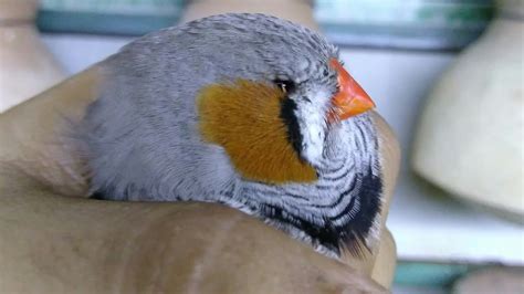 Normal Greys Zebra Finches European Dutch Birds Youtube