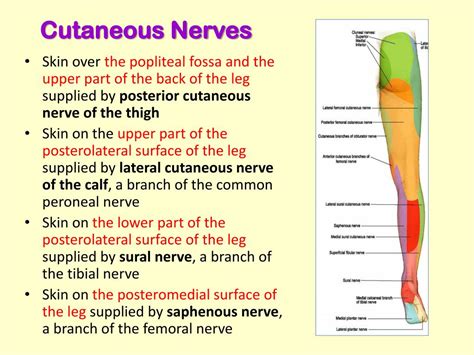 Ppt Posterior Compartment Of The Leg Powerpoint Presentation Free Download Id4700198