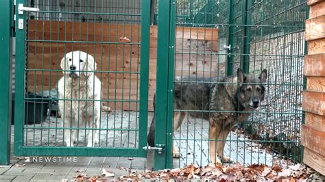 Tierheime verhängen Vermittlungsstopp zu Weihnachten ProSieben