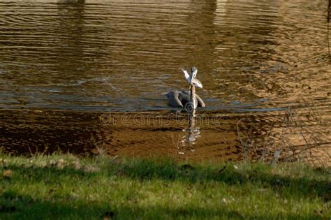 Gran Garza Azul Que Traga Un Pescado Del Lepomis Macrochirus Con Los