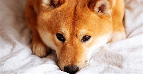 Shiba Inu Plans Shibariums Public Restart Days After Botched Launch