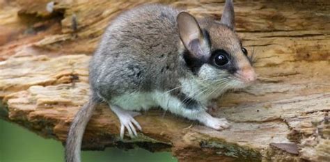 Мышь Соня - 52 фото