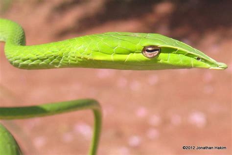 Long Nosed Whip Snake Photograph By Jonathan Hakim Skeptical Snake