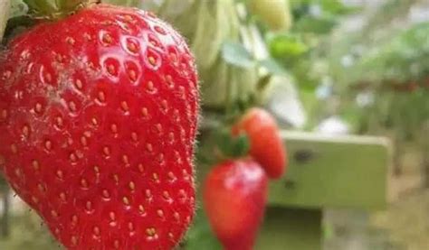 Cara Budidaya Strawberry Mudah Dan Menghasilkan Panen Berlimpah