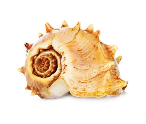 Premium Photo Sea Shell Isolated On White Background