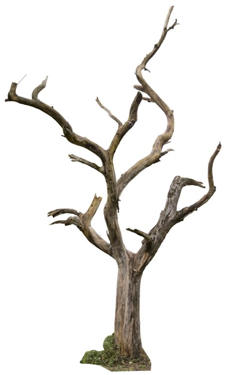 Collection Of Png Dead Tree Pluspng