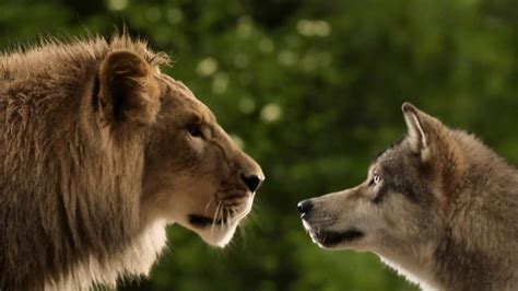 Wolf And Lion Wallpapers Wallpaper Cave