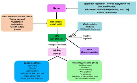 Ijms Free Full Text Natriuretic Peptides It Is Time For Guided