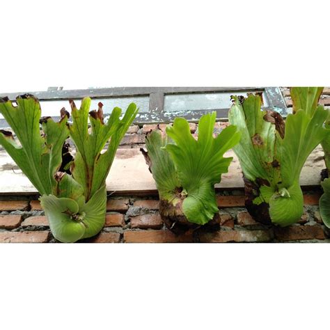 Jual Platycerium Coronarium Simbar Menjangan Tanduk Rusa Shopee Indonesia