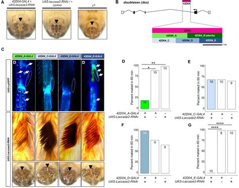The Yellow Gene Influences Drosophila Male Mating Success Through Sex