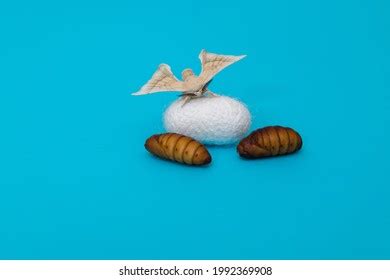 Silkworm Moth Come Out Cocoon Stock Photo 1992369908 | Shutterstock