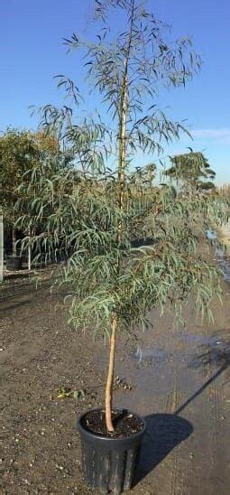 Eucalyptus Little Spotty Gum 16 Pot Hello Hello Plants