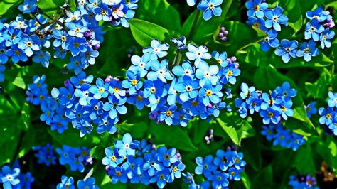 Blue Forget Me Not Flowers Green Leaves Plants Hd Flowers