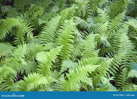 Wild Ferns Stock Photo - Image: 931430