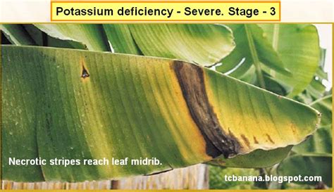 Potassium Deficiency Symptoms Plants