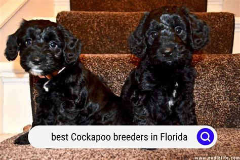 Best Cockapoo Breeders In Florida (2024) - Oodle Life