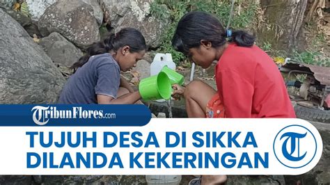 Tujuh Desa Di Kabupaten Sikka Dilanda Kekeringan Youtube