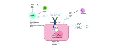 Il 17 Signaling Pathways Il 17aa Homodimer Il 17ff Homodimer And