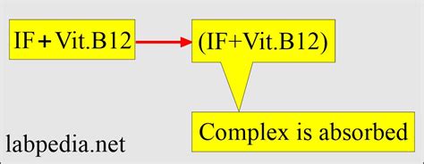 Intrinsic factor Antibody (IF-Ab) - Labpedia.net