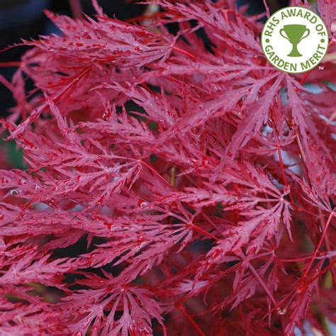 Acer Palmatum Inaba Shidare Japanese Maple Trees