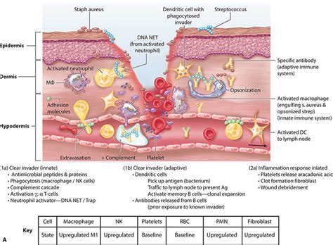 Healing Response In Acute And Chronic Wounds Plastic Surgery Key