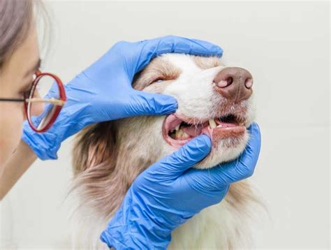 Tarpon Springs Pet Dentist Pet Teeth Cleaning