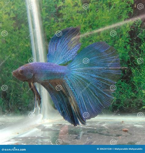 Ikan Cupang Biru Jantan Blue Betta Fish Stock Photo Image Of Ikan