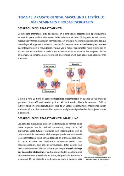 Tema Biomedicina Us Warning Tt Undefined Function Tema