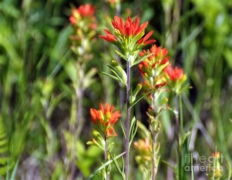 Indian Paintbrush Photograph By Whispering Feather Gallery