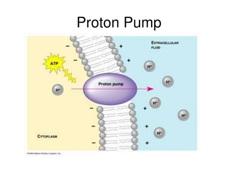 Protein Pump Diagram