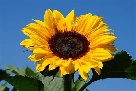 Girasol