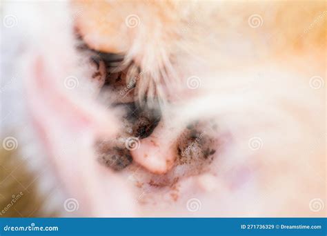 Close Up Photo Of A Cat With Otitis By Ear Mite Stock Image Image Of Scratch Malassezia