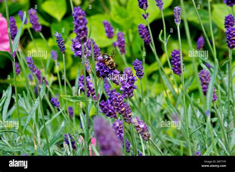 Lavender with Bee Stock Photo - Alamy