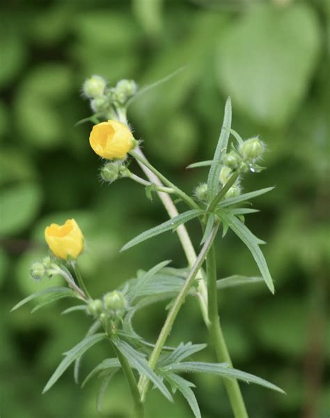 Vroege Vogels Foto Planten Boterbloemen