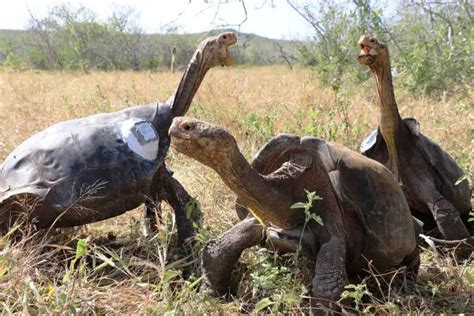 Tags Galapagos News Tortoise