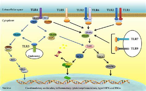 Tlr 2 Signaling Pathway