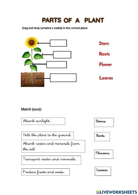 Free Plant Parts And Functions Worksheet Download Free Plant Parts And Functions Worksheet Png