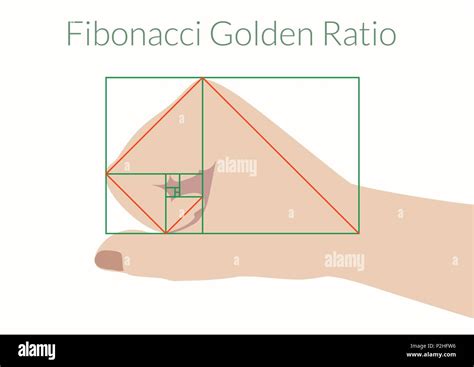 Graphical Explanation Of The Algorithm Fibonacci Human Fist And