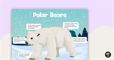 Plant And Animal Adaptations Structural Adaptation Posters Teach