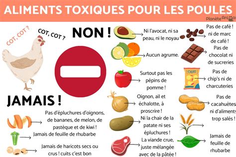 Aliments Toxiques Pour Les Poules Nourriture De La Poule Hot Sex Picture