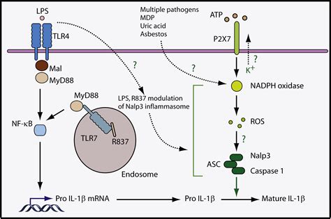 When Signaling Pathways Collide Positive And Negative Regulation Of