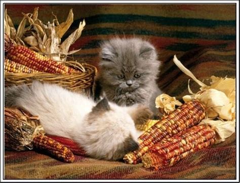 10 Cats Who Love Thanksgiving | Really Cute Cats