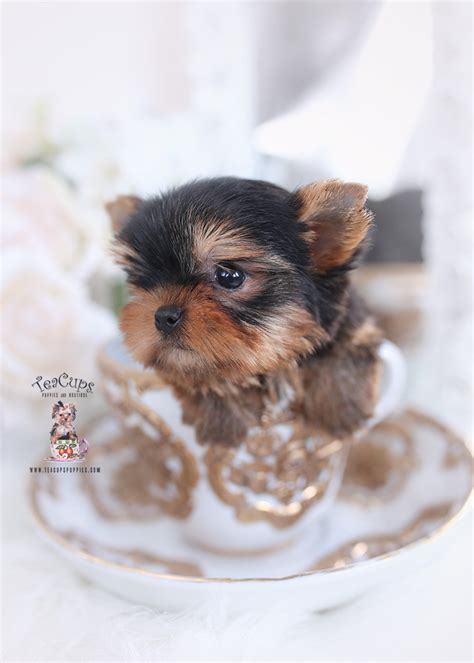 Teacup Yorkie #545 | Teacup Puppies & Boutique