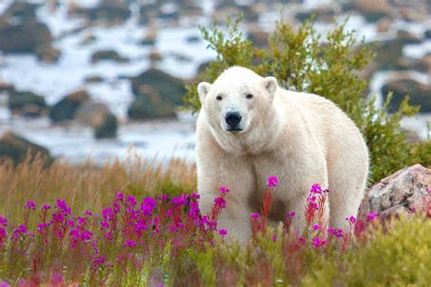 The Polar Bear Capital of the World | Adventures.com